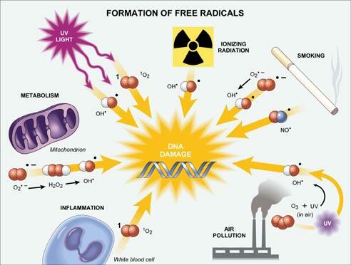 formation-of-free-radicals