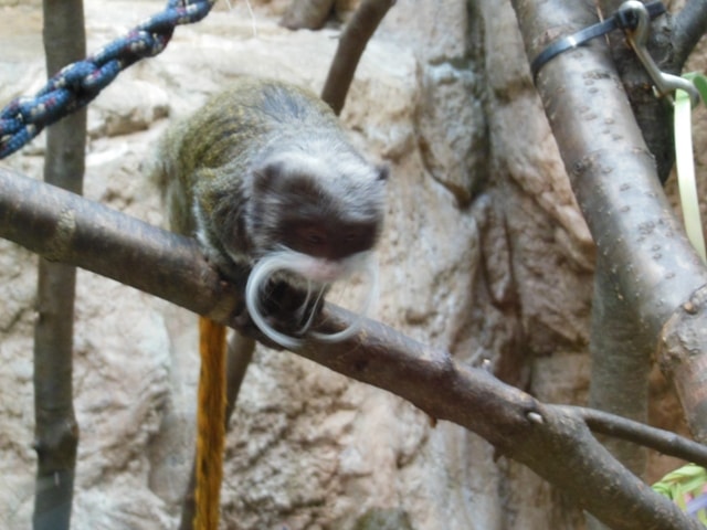 Beard Monkey@ Como Zoo