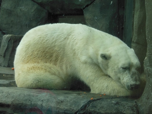 Polar Bear@ Como Zoo